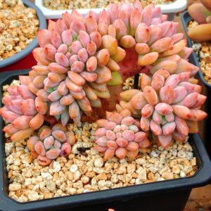 xPachyveria Half Summer cristata