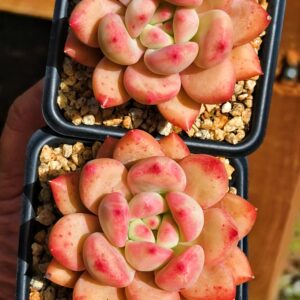Echeveria Shanks