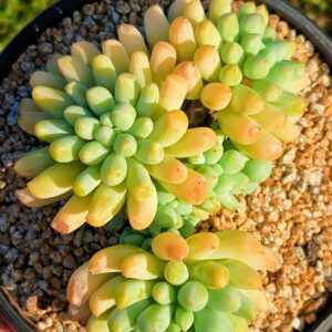 Echeveria Jade Frost cluster
