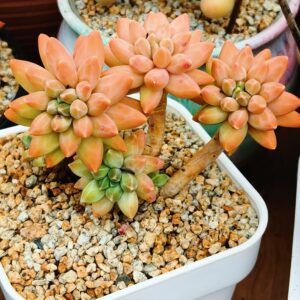 Pachyphytum Icarus cluster vieux tronc