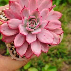 Echeveria Laulensis variegata