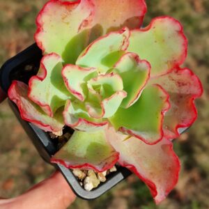 Echeveria Aquarius