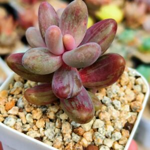 Pachysedum 'Ganzhou' silk variegata