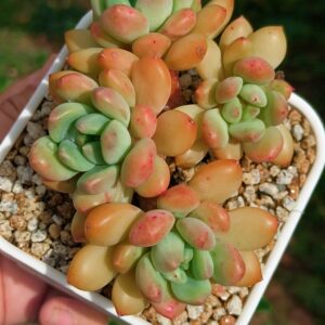 Pachyphytum Duke Zelda cluster