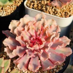 Echeveria' Neon Breaker' variegata