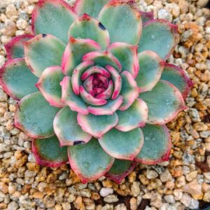 Echeveria Blue Enchantress variegata M