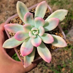 Graptoveria Opalina Rainbow variegata