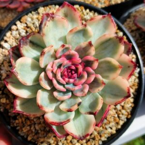 Echeveria Blue Enchantress variegata L