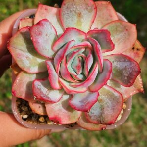 Echeveria 'Jade Moon' variegata