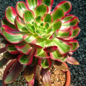 Aeonium Voodoo Silk variegata