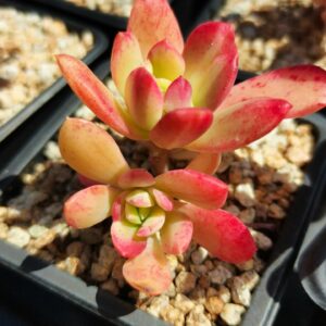 Echeveria Minibell variegata