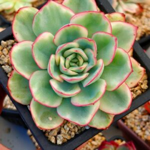 Echeveria Morning Dew variegata L