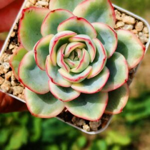Echeveria Morning Dew variegata