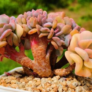 Echeveria Cubic Frost variegata - super variegata cristata