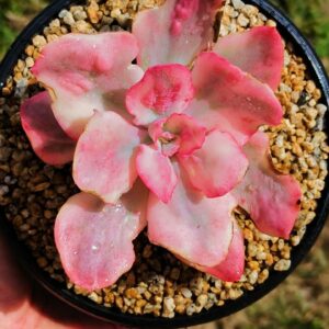 Echeveria Baron Bold variegata