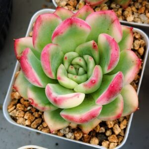 Echeveria Floriana variegata