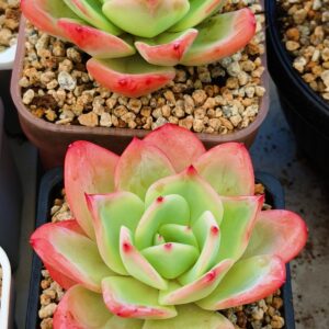 Echeveria Milky Peach - très rare