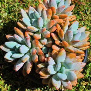 Pachyphytum Orange Dragon cluster