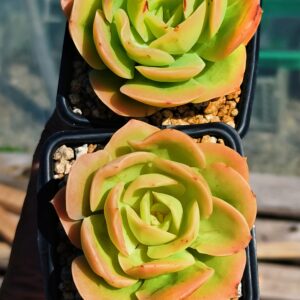 Echeveria Star Natha