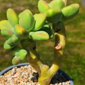Pachyphytum 'KK'
