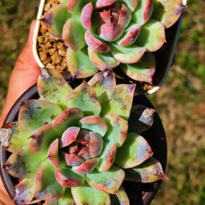 Echeveria Twilight SP