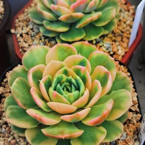 Echeveria Onslow Rainbow variagata