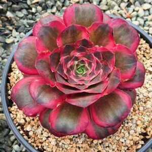 Aeonium Charm Golden Rose variegata