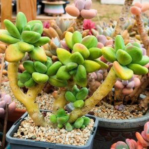 Pachyphytum 'KK' cluster A