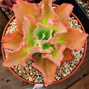 Echeveria Takasago No Okina