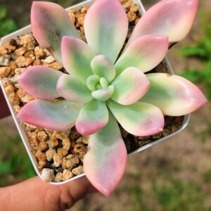 Graptoveria Opalina Rainbow variegata