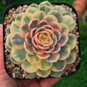Echeveria Onslow Rainbow variagata
