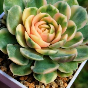 Echeveria Onslow Rainbow variagata