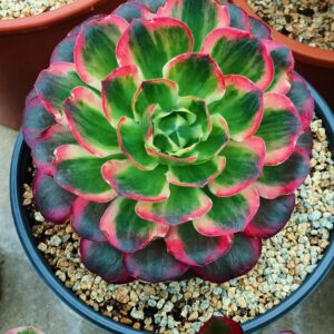 Aeonium Charm Golden Rose variegata