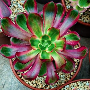 Aeonium Voodoo Silk variegata