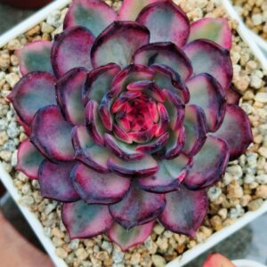 Echeveria Blue Enchantress variegata