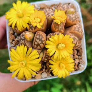 Lithops cluster