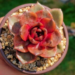 Echeveria Red Rose variegata (rare)