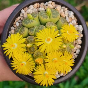 Lithops cluster B