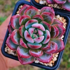 Echeveria Purple Pearl
