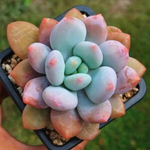 Pachyphytum Orange Dragon (grosses feuilles)