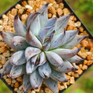 Echeveria Unguiculata double tête