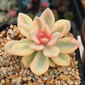 Graptophytum 'Supreme' super variegata