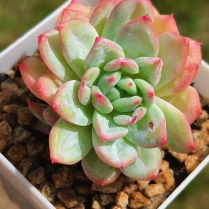 Echeveria Shaneblade