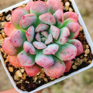 Echeveria Raindrop hybrid