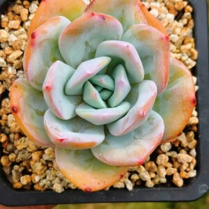 Echeveria Cream Tea