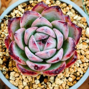 Echeveria Black Colorata M