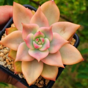 Echeveria Chumela