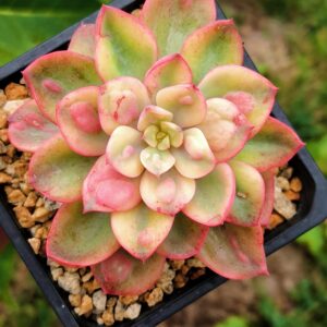 Echeveria Raindrop variegata