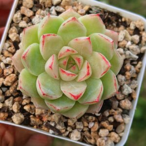 Echeveria Kingfisher