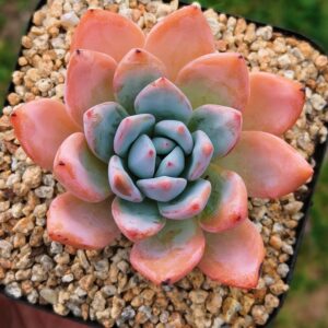 Echeveria Pink Ice Jade